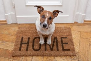 Dog sitting on welcome mat