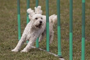 Dog Agility