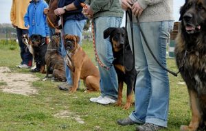 Dog Training Class