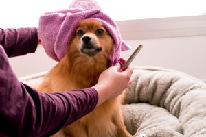 Dog after bath